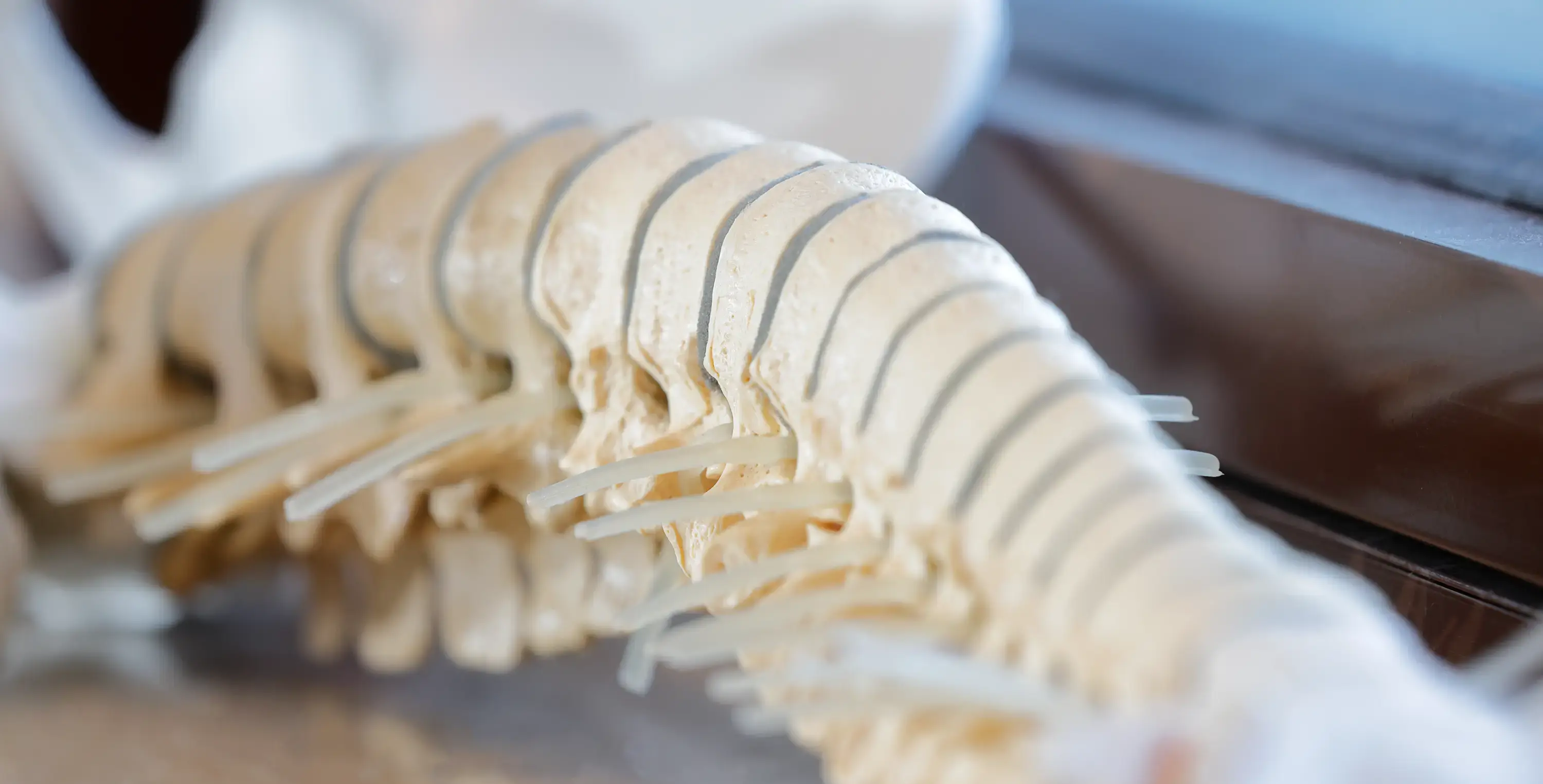 Maria Knebel - Anatomiekunde